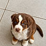 puppy, dog, brown_and_white, fluffy, sitting, tile_floor, indoor, pet, animal, cute, blue_eye, heterochromia, white_markings, brown_fur, portrait, looking_up, front_paws, tail, adorable, photography