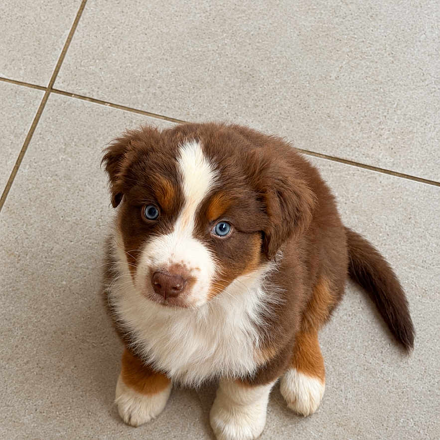 Baiko a rejoint le concours — aidez-le/la à gagner de superbes lots ! puppy, dog, brown_and_white, fluffy, sitting, tile_floor, indoor, pet, animal, cute, blue_eye, heterochromia, white_markings, brown_fur, portrait, looking_up, front_paws, tail, adorable, photography