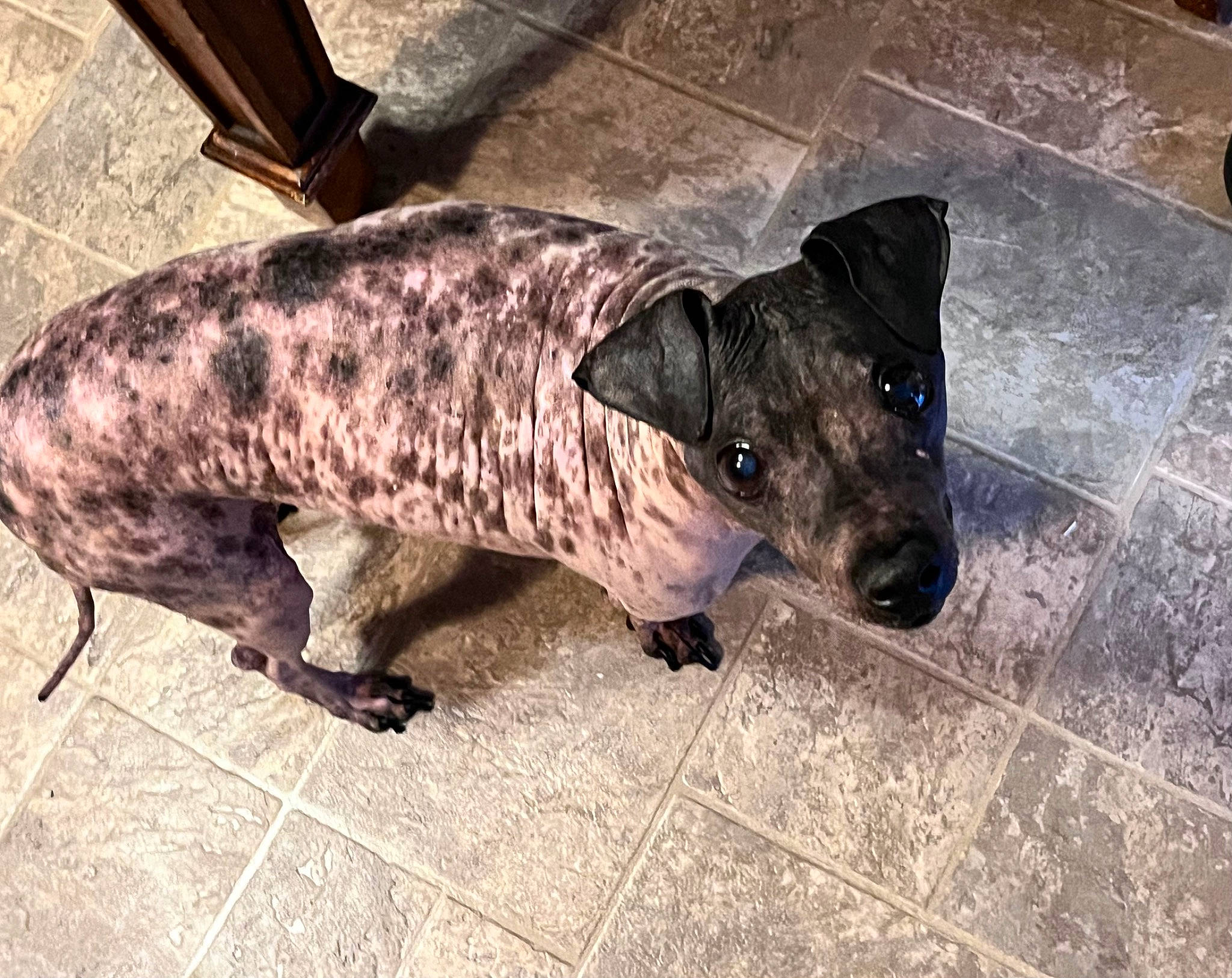 Frankie is registered to the contest to win money with this photo: canidae, carnivore, dog_breed, fawn, flooring, fur, human_leg, livestock, metal, non_sporting_group, snout, sporting_group, suidae, tail, terrestrial_animal, working_animal