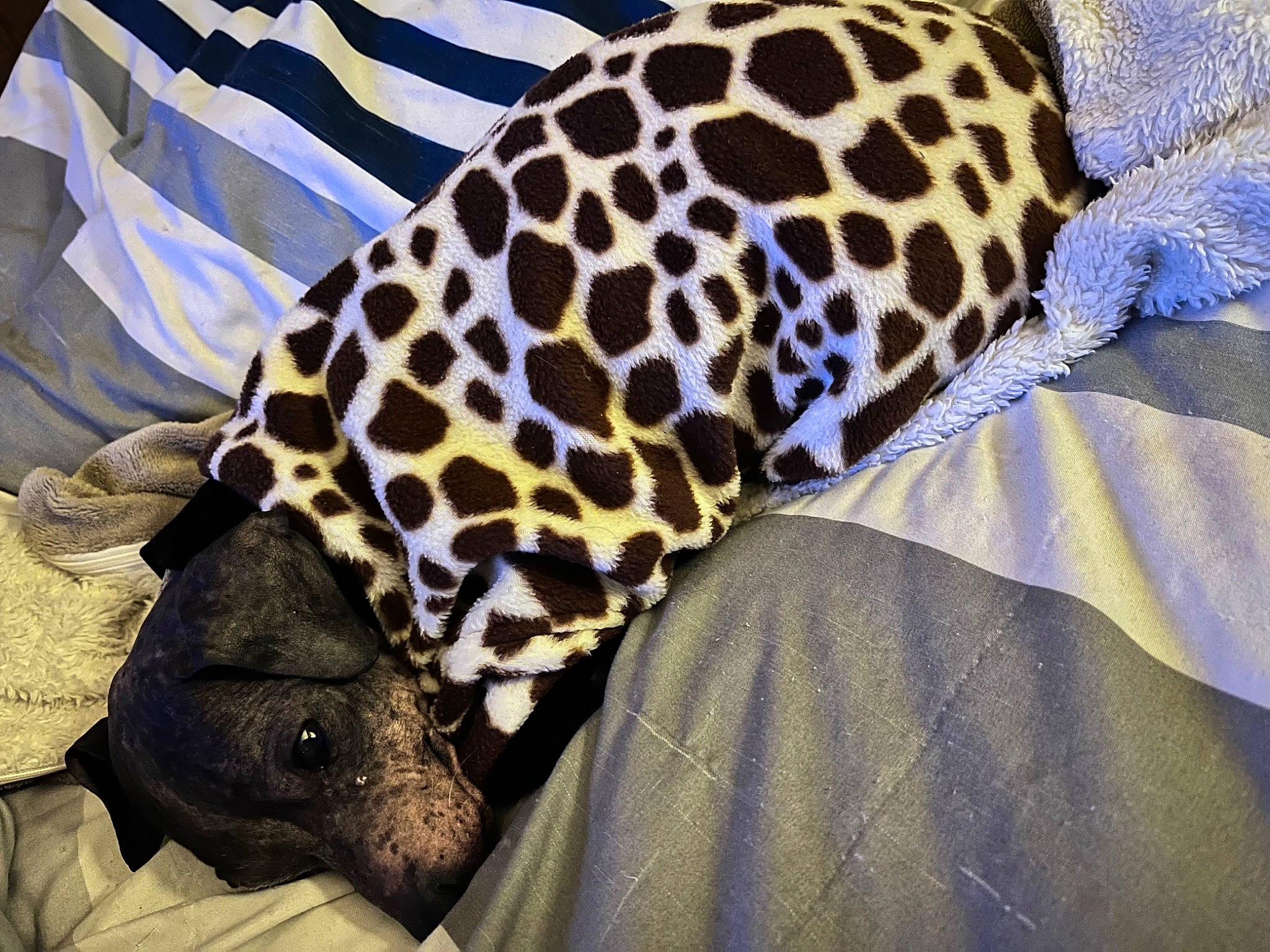 Frankie joined the competition — help win amazing prizes! bedding, big_cats, electric_blue, eye, fashion_accessory, fawn, felidae, fur, giraffe, giraffidae, human_leg, leopard, linens, pattern, sleeve, snout, terrestrial_animal, textile, wildlife, working_animal