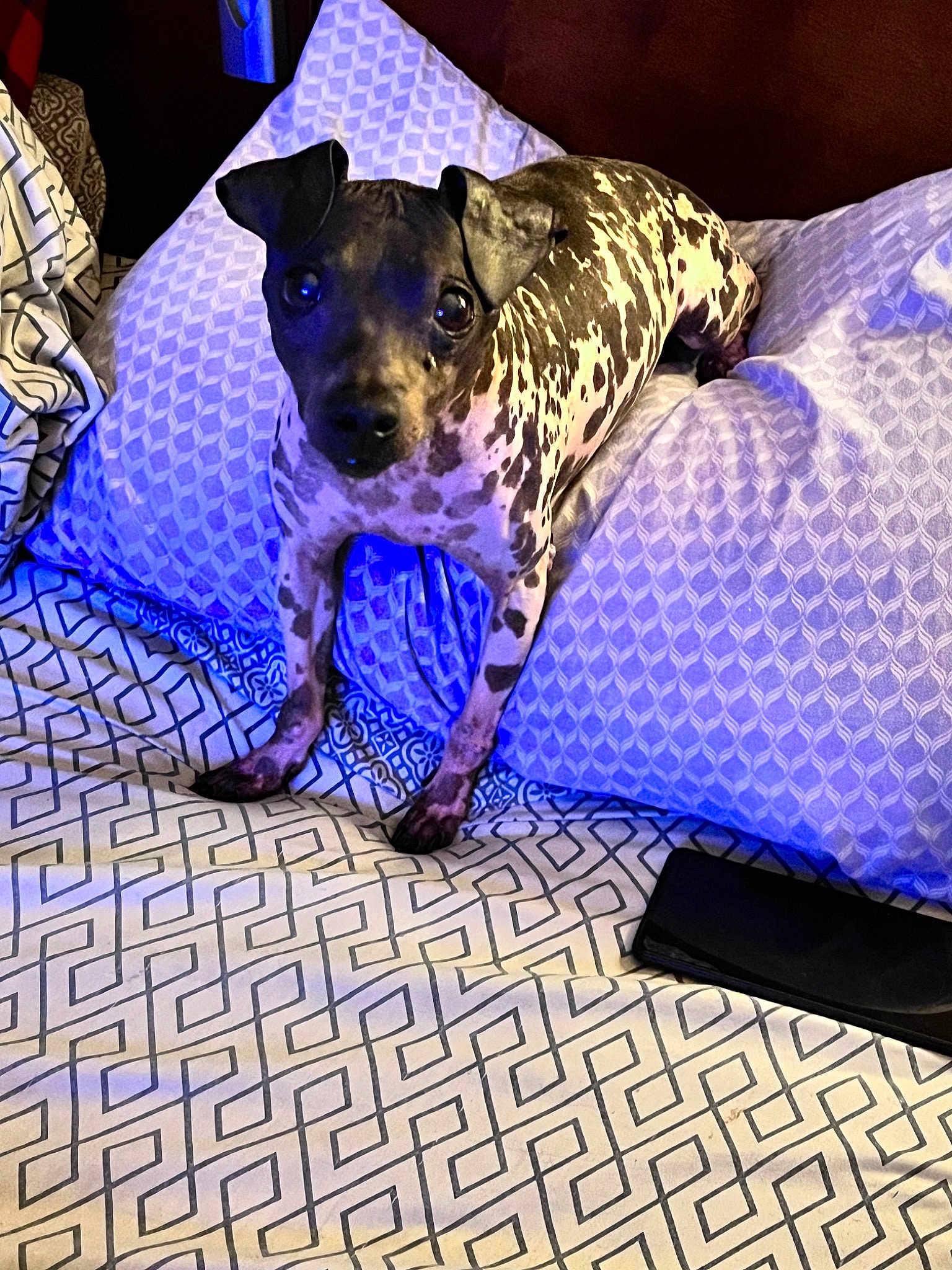 Frankie