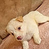 adorable, animal, blanket, cozy, cream_colored, cushion, cute, dog, fluffy, fur, indoors, nose, paw, pet, puppy, relaxed, resting, small, soft_texture, young