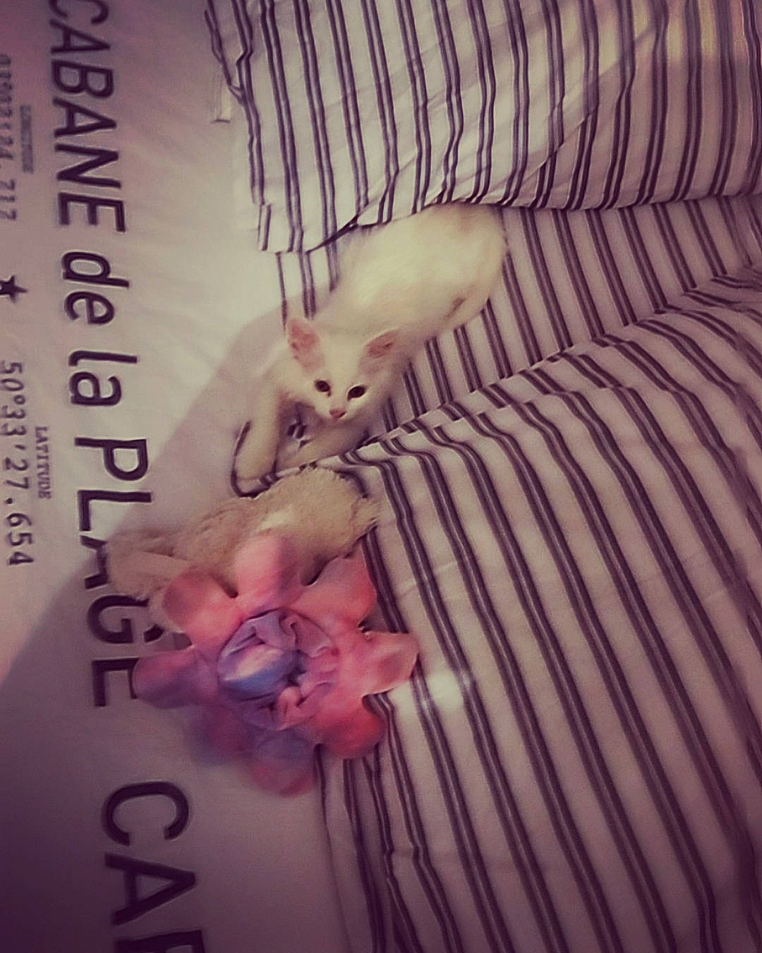 Blanche Neige participe au concours pour gagner de l'argent avec cette photo : chest, eyelash, fashion_accessory, finger, flesh, font, hand, human_leg, jewellery, linens, magenta, nail, pattern, peach, petal, pink, plant, rose, sleeve, thigh