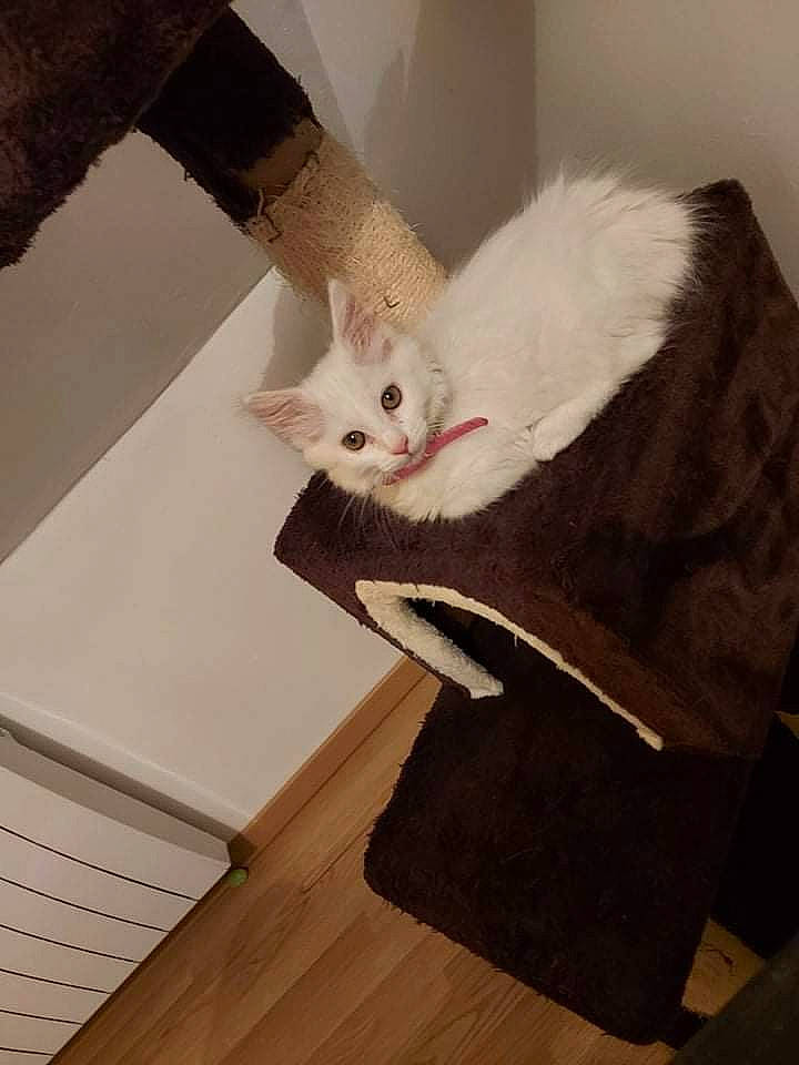 Blanche Neige participe au concours pour gagner de l'argent avec cette photo : box, cardboard, carnivore, cat, chair, comfort, couch, domestic_short_haired_cat, fawn, felidae, flooring, fur, hardwood, paw, pet_supply, small_to_medium_sized_cats, stairs, tail, whiskers, wood