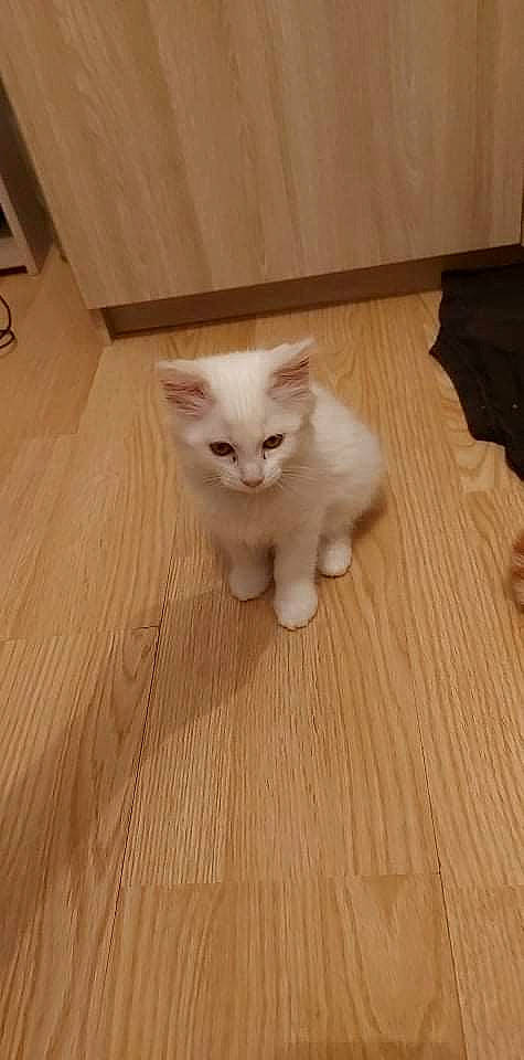 Blanche Neige a rejoint le concours — aidez-le/la à gagner de superbes lots ! carnivore, cat, domestic_short_haired_cat, fawn, felidae, floor, flooring, fur, hardwood, laminate_flooring, pattern, paw, plywood, small_to_medium_sized_cats, tail, varnish, whiskers, wood, wood_flooring, wood_stain