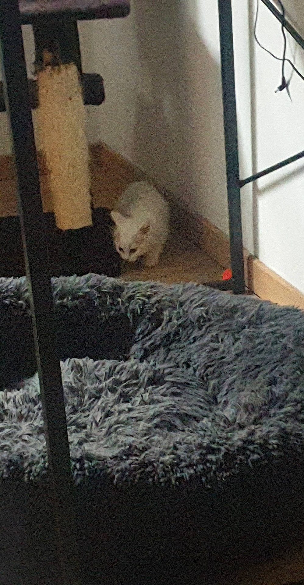 Blanche Neige participe au concours pour gagner de l'argent avec cette photo : cage, canidae, carnivore, comfort, door, fawn, flooring, fur, glass, metal, mustelidae, pet_supply, room, snout, tail, terrestrial_animal, whiskers, wildlife, window, wood