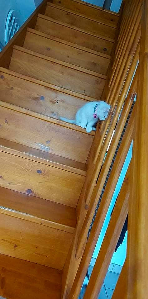 Blanche Neige a rejoint le concours — aidez-le/la à gagner de superbes lots ! beam, blue, carnivore, ceiling, design, dog, electric_blue, flooring, hardwood, lumber, molding, pattern, plank, plywood, room, stairs, varnish, wood, wood_flooring, wood_stain