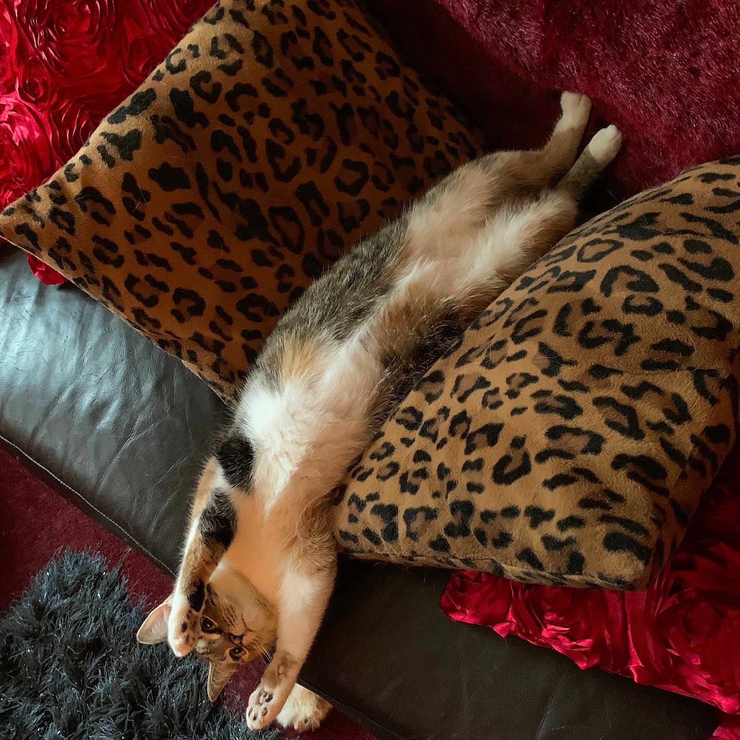 Bella joined the competition — help win amazing prizes! animal, black, cat, cozy, curious, cushion, feline, fur, home, indoor, leopard_print, patterned, paws, pet, red, relaxed, resting, sofa, stretching, upside_down