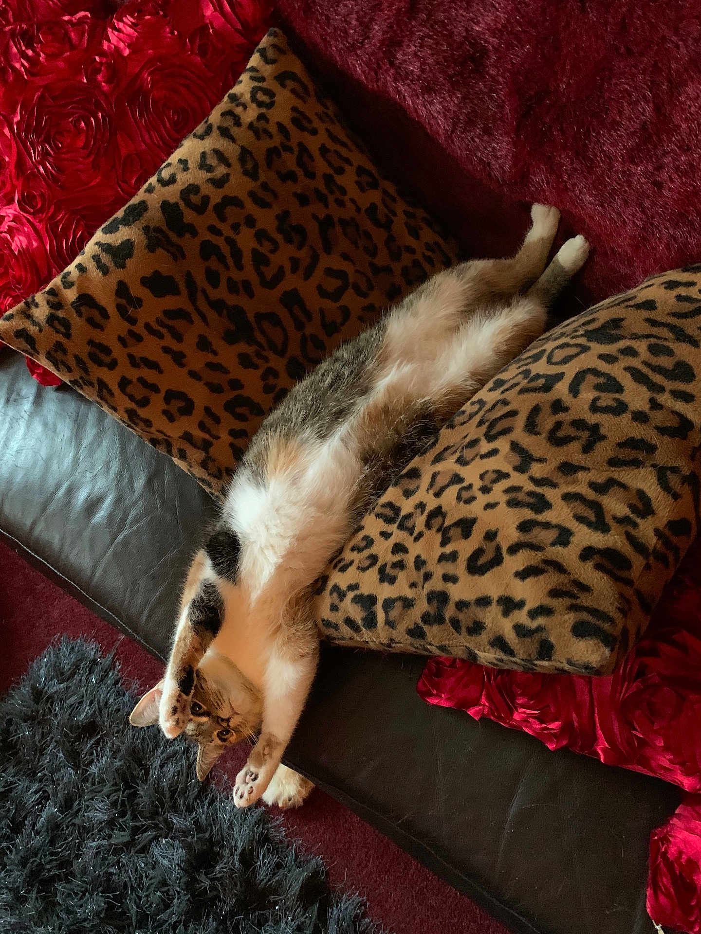 Bella joined the competition — help win amazing prizes! cat, leopard_print, cushion, sofa, upside_down, relaxed, fur, paws, indoor, red, black, patterned, pet, animal, cozy, stretching, feline, home, resting, curious