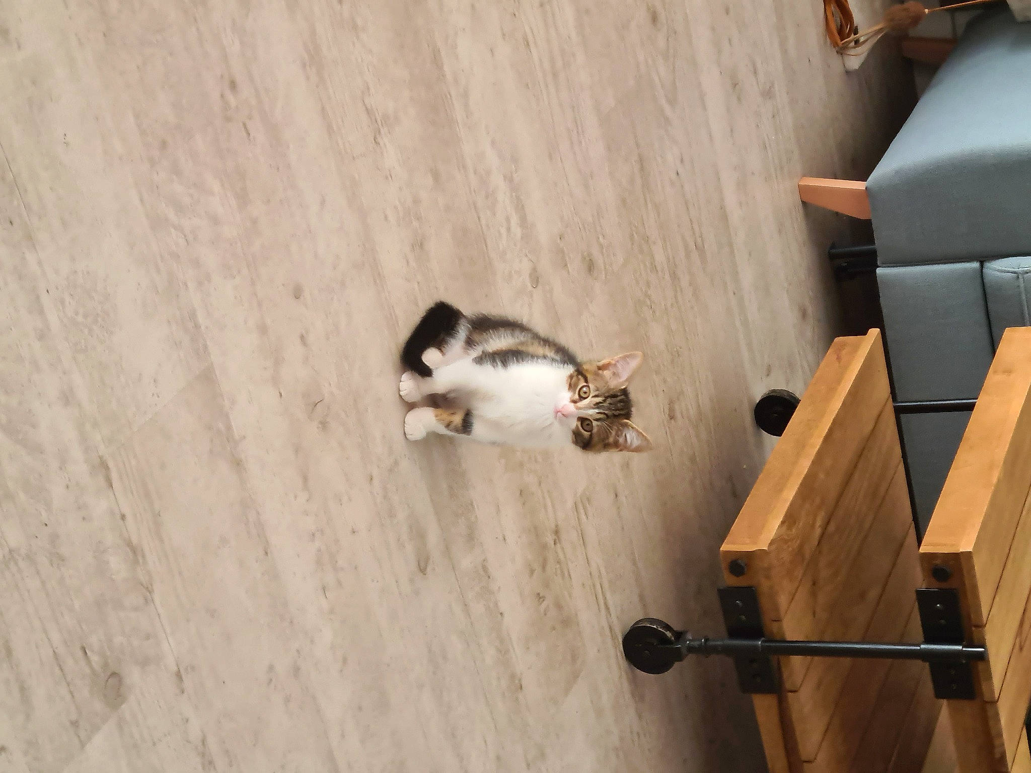 Brioche participe au concours pour gagner de l'argent avec cette photo : carnivore, cat, domestic_short_haired_cat, electrical_wiring, felidae, floor, flooring, grey, hardwood, laminate_flooring, plywood, room, shipping_box, small_to_medium_sized_cats, tail, varnish, whiskers, wood, wood_flooring, wood_stain