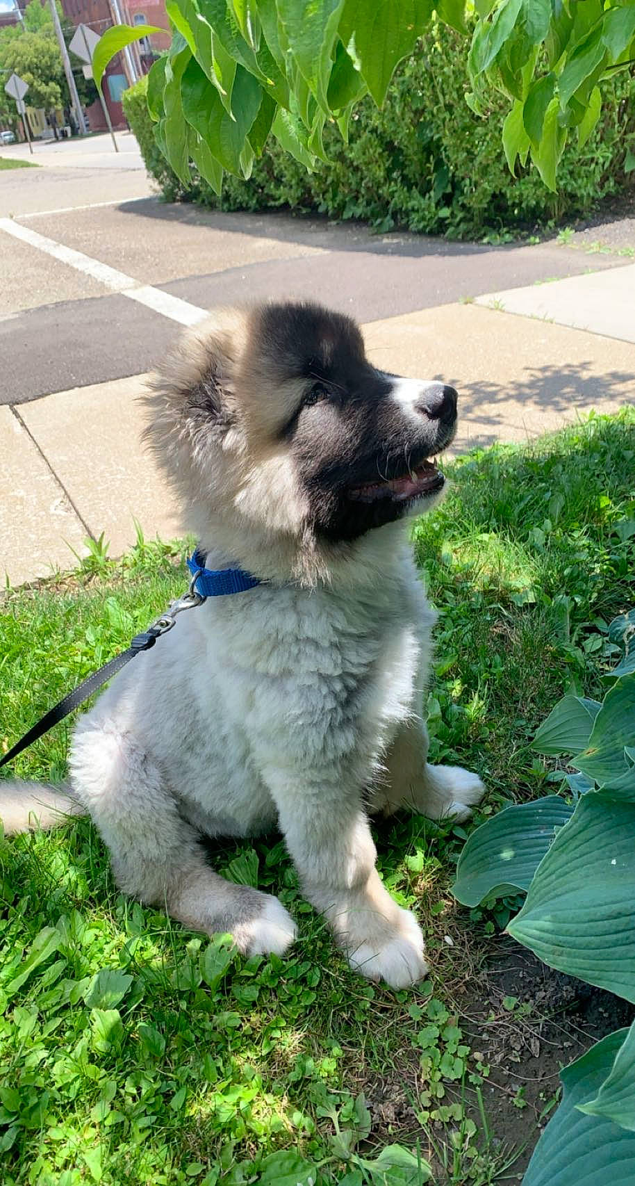 Vander is registered to the contest to win money with this photo: ancient_dog_breeds, carnivore, companion_dog, dog, dog_breed, dog_collar, fur, garden, grass, groundcover, non_sporting_group, paw, plant, sporting_group, tail, working_animal, working_dog