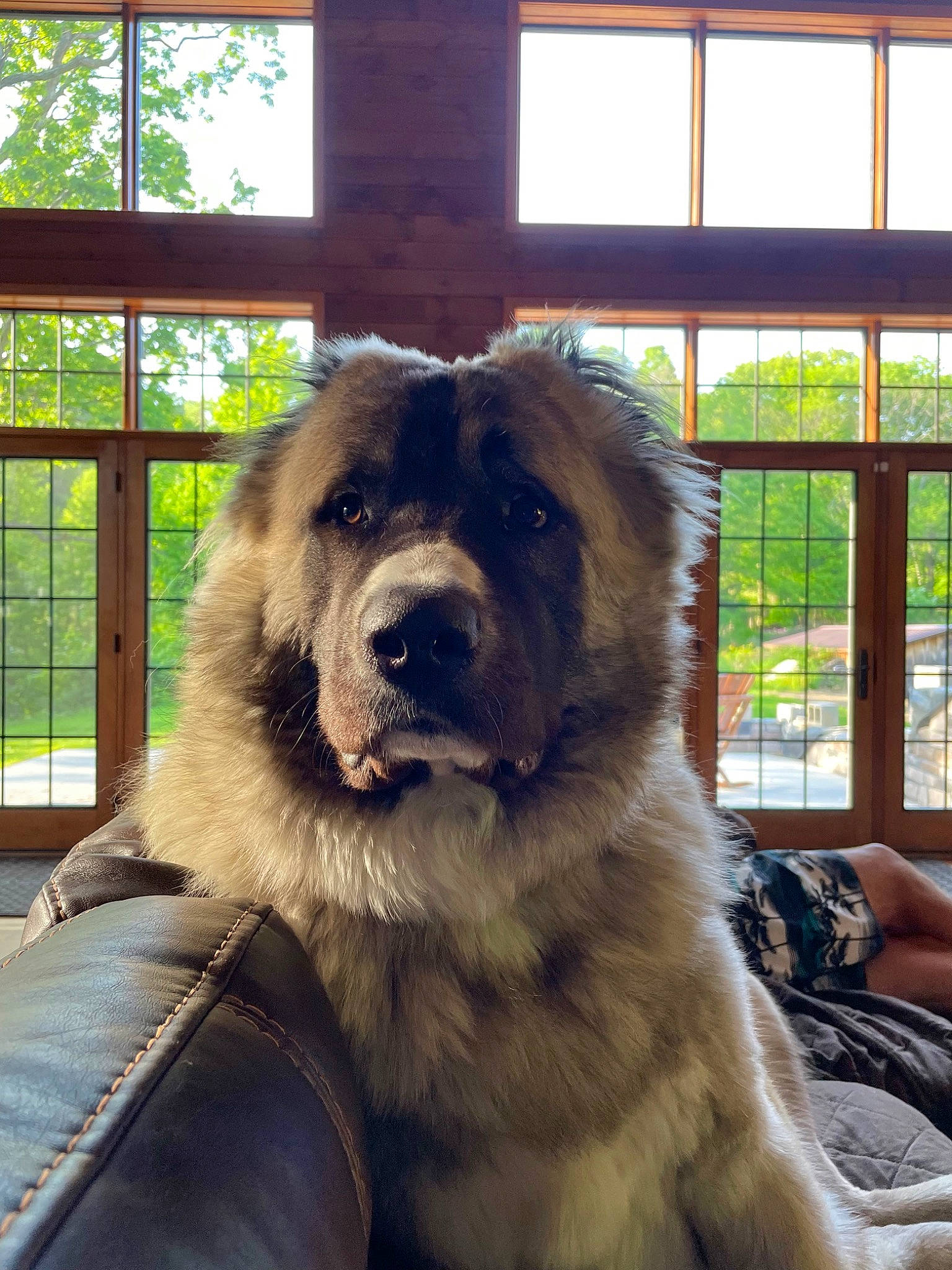 Vander is registered to the contest to win money with this photo: bag, carnivore, companion_dog, dog, dog_breed, fawn, fur, gaddi_kutta, giant_dog_breed, leonberger, luggage_and_bags, plant, snout, sporting_group, terrestrial_animal, tibetan_mastiff, tree, window, working_animal, working_dog