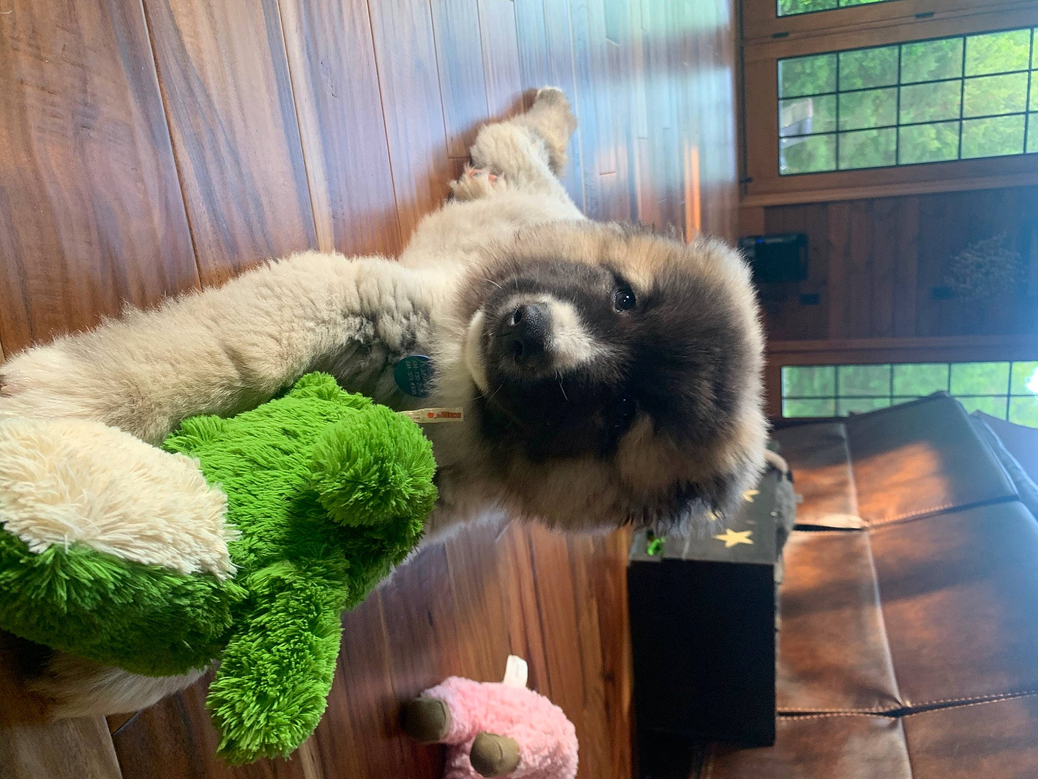 Vander is registered to the contest to win money with this photo: canidae, carnivore, companion_dog, curtain, dog_breed, fawn, flooring, fur, natural_material, panda, plush, sporting_group, stuffed_toy, tail, terrestrial_animal, toy, window, wool