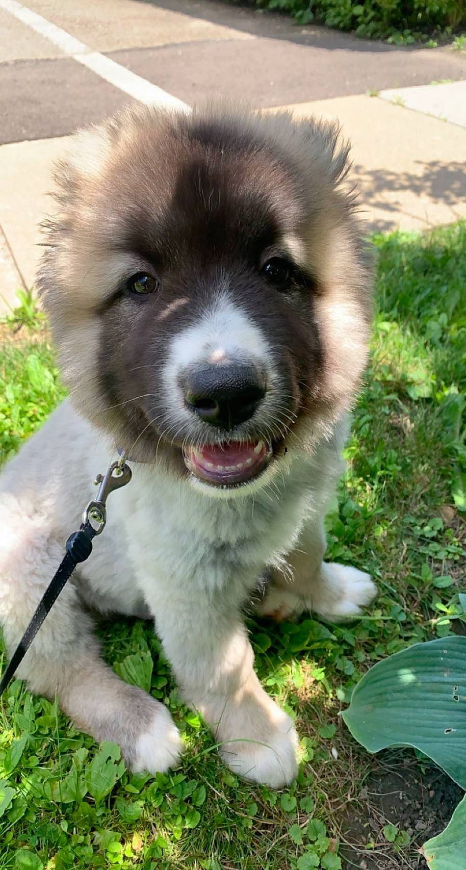 Vander joined the competition — help win amazing prizes! ancient_dog_breeds, canidae, carnivore, collar, companion_dog, dog, dog_breed, dog_collar, fawn, fur, grass, jaw, non_sporting_group, plant, puppy, snout, sporting_group, whiskers, working_animal, working_dog