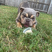 Titan joined the competition — help win amazing prizes! animal, bulldog, canine, cute, dog, ears, face, fence, focused, grass, mammal, outdoor, pet, plastic_cup, playful, puppy, small, snout, tongue, yard
