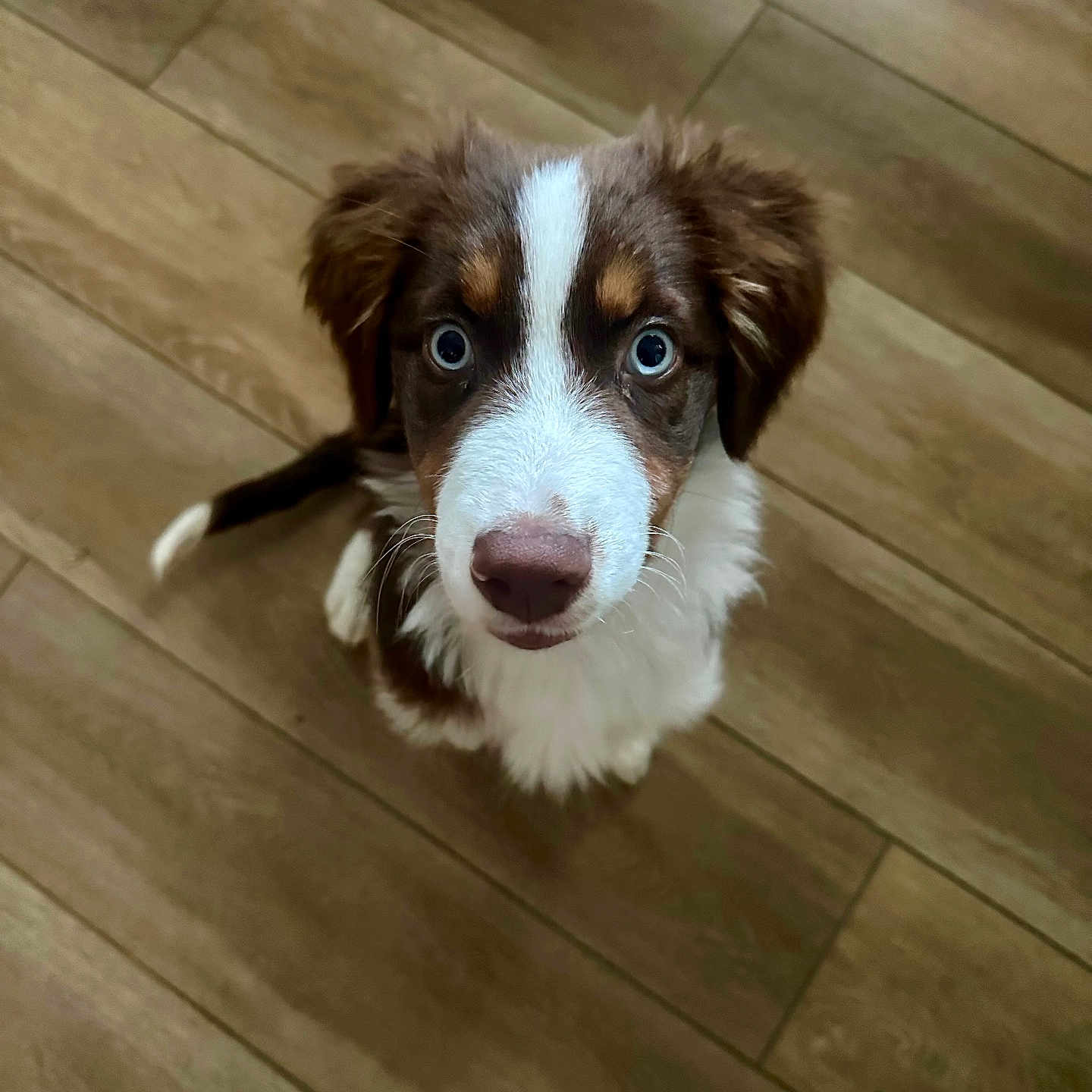 Joy a rejoint le concours — aidez-le/la à gagner de superbes lots ! animal, canine, cockerspaniel, collie, dog, dogbed, hardwood, hound, husky, indoors, interiordesign, pet, puppy, snout, stainedwood, terrier, tile, whitedog, wood