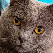 Halaska a rejoint le concours — aidez-le/la à gagner de superbes lots ! american_wirehair, asian, australian_mist, british_shorthair, burmese, carnivoran, cat, cat_like_mammal, chartreux, close_up, domestic_short_haired_cat, eye, fur, korat, mammal, nebelung, russian_blue, small_to_medium_sized_cats, snout, whiskers