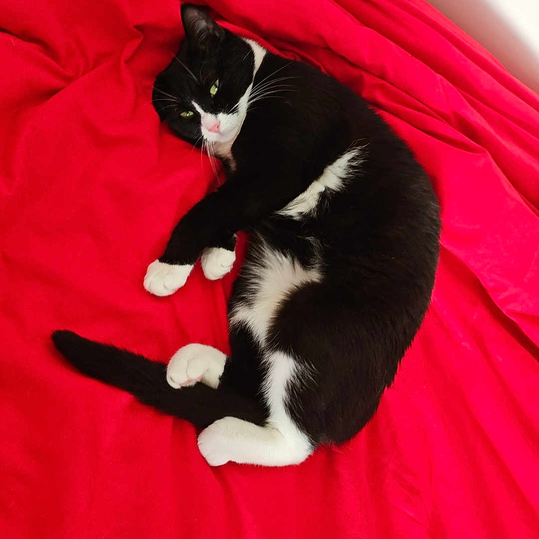 Viaina participe au concours pour gagner de l'argent avec cette photo : accessories, animal, bag, bed, bedroom, blanket, cat, couch, cushion, furniture, handbag, homedecor, indoors, kitten, manx, person, pet, quilt, room, sleeping