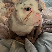Lady Dior joined the competition — help win amazing prizes! animal, bed, blanket, companion, cozy, cute, dog, domestic, ears, french_bulldog, fur, indoor, looking_away, mammal, pet, puppy, resting, snout, soft, young