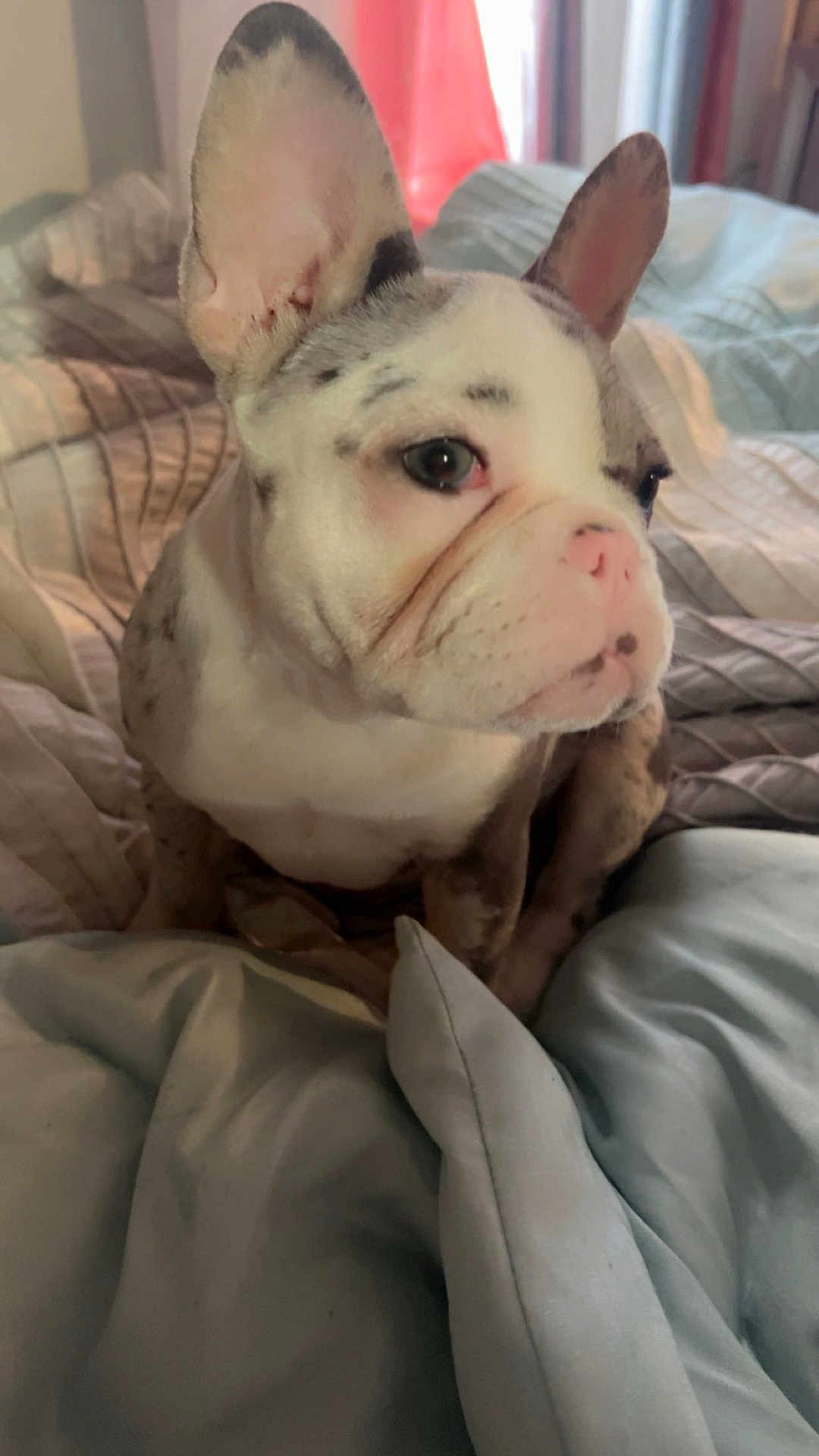 Lady Dior joined the competition — help win amazing prizes! animal, bed, blanket, companion, cozy, cute, dog, domestic, ears, french_bulldog, fur, indoor, looking_away, mammal, pet, puppy, resting, snout, soft, young