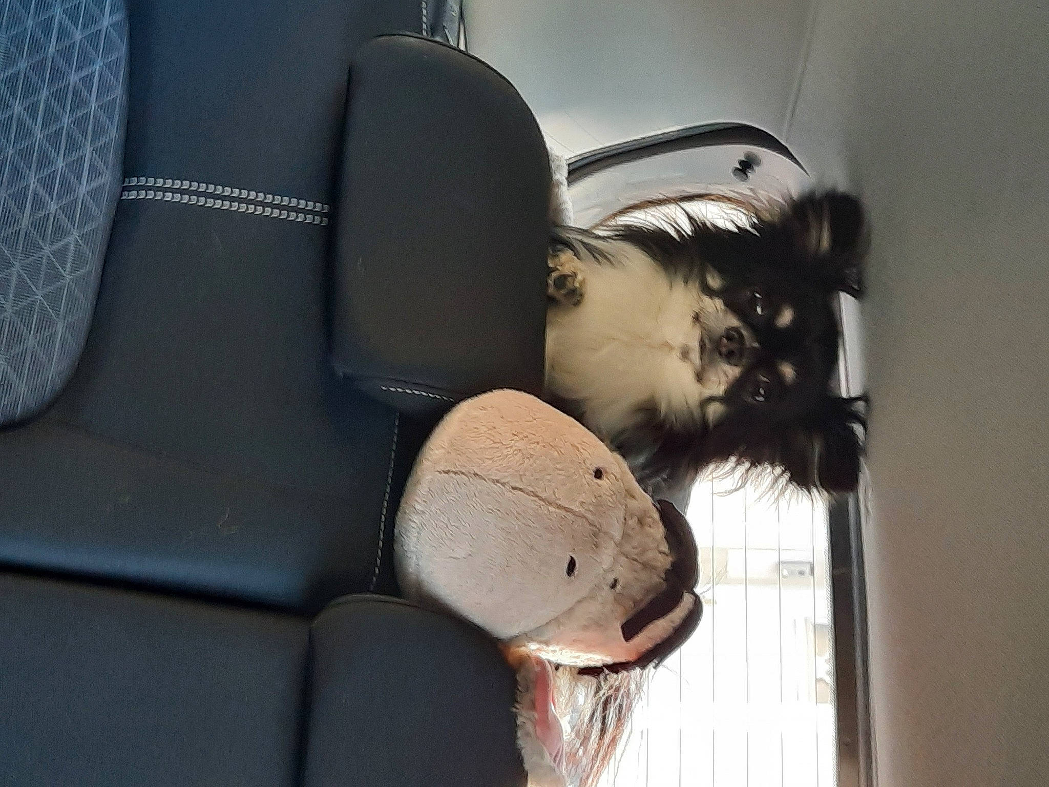 Popi participe au concours pour gagner de l'argent avec cette photo : auto_part, automotive_design, automotive_exterior, car_seat, car_seat_cover, comfort, eyewear, family_car, fashion_accessory, hat, head_restraint, human_leg, luxury_vehicle, motor_vehicle, personal_luxury_car, street_fashion, sun_hat, tints_and_shades, vehicle_door, window