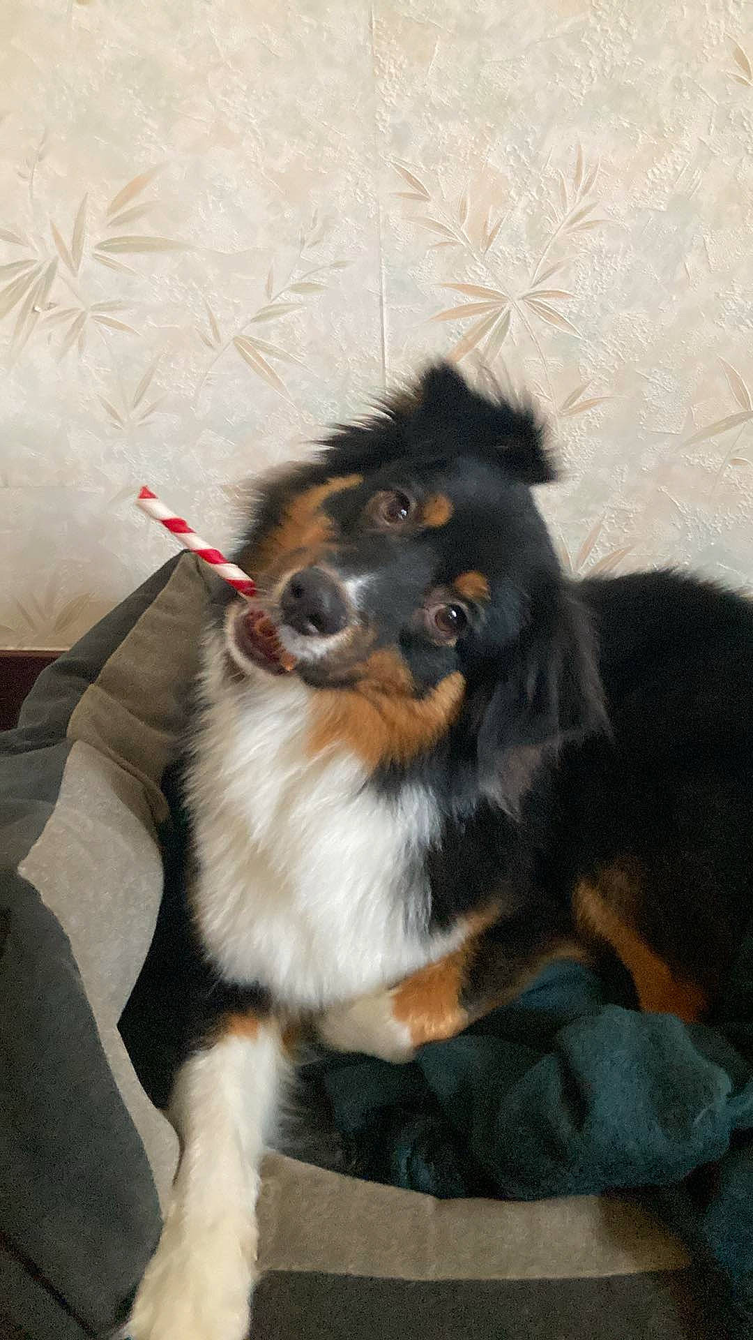 Timon participe au concours pour gagner de l'argent avec cette photo : ancient_dog_breeds, canidae, carnivore, collie, companion_dog, dog, dog_breed, dog_supply, fur, herding_dog, paw, rough_collie, scotch_collie, shetland_sheepdog, snout, tail, whiskers, working_animal, working_dog