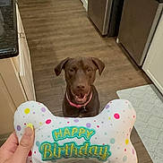 Kacey joined the competition — help win amazing prizes! dog, chocolate_labrador, toy, birthday, bone_shaped_toy, hand, yellow_nails, kitchen, floor, refrigerator, dishwasher, cabinet, countertop, mat, happy, pet, indoor, celebration, waiting, brown_dog