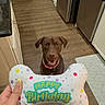 dog, chocolate_labrador, toy, birthday, bone_shaped_toy, hand, yellow_nails, kitchen, floor, refrigerator, dishwasher, cabinet, countertop, mat, happy, pet, indoor, celebration, waiting, brown_dog
