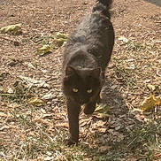 Fofo is registered to the contest to win money with this photo: alone, animal, black_cat, cat, cute, daylight, dry_leaves, earth, feline, focused, grass, ground, mammal, nature, outdoor, pet, sunlight, tail, walking, wildlife
