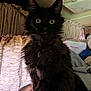 Fofo is registered to the contest to win money with this photo: animal, black_cat, box, cat, closeup, cozy, curious, curtains, domestic, feline, fluffy, fur, indoor, mammal, pet, portrait, sitting, tongue_out, whiskers, window_light