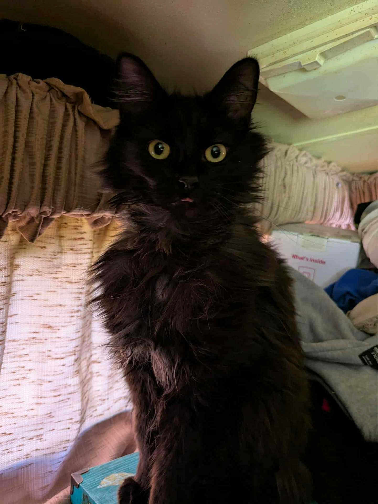Fofo