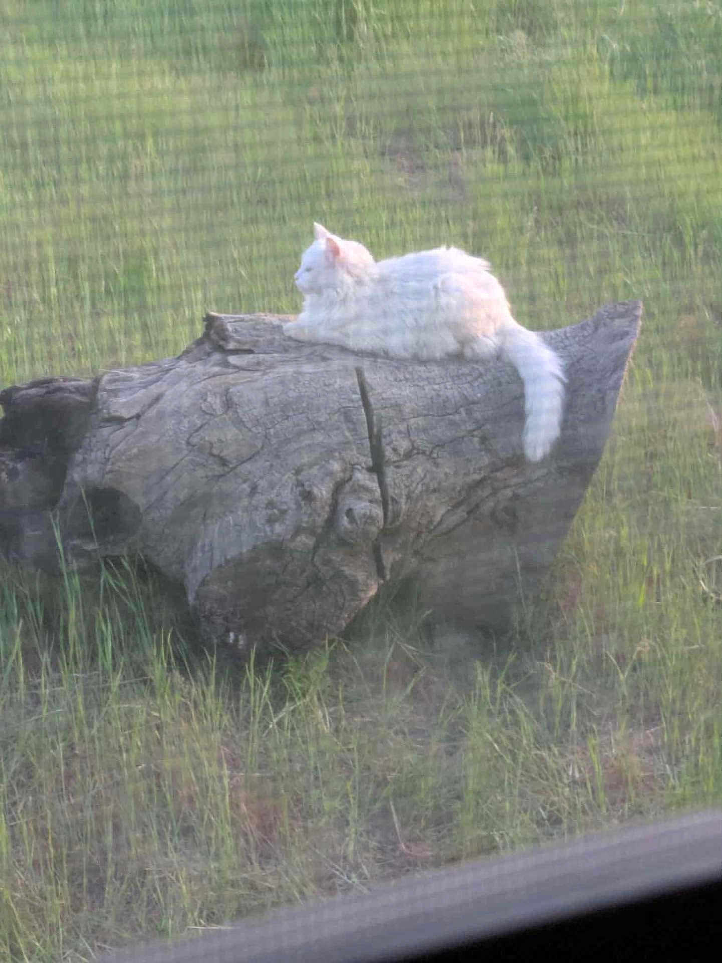 Alf is registered to the contest to win money with this photo: cat, white_cat, log, grass, outdoor, animal, pet, nature, relaxing, fluffy, feline, wildlife, wood, field, resting, side_view, daylight, mammal, peaceful, scenery