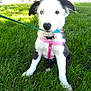puppy, dog, grass, outdoor, leash, harness, pink_harness, blue_leash, heterochromia, black_and_white, tree, park, pet, cute, young_dog, sitting, canine, animal, sunlight, nature