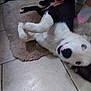 dog, black_and_white, blue_eye, playful, lying_down, indoor, rug, tile_floor, pet, canine, happy, animal, paw, footwear, sock, closeup, candid, domestic, floor, house