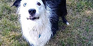Luna joined the competition — help win amazing prizes! dog, wet, grass, outdoor, black_and_white, heterochromia, animal, pet, canine, fur, curious, looking_up, tongue, nature, playful, one_leg_up, summer, daylight, muzzle, ears
