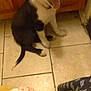 puppy, dog, black_and_white, indoor, tiled_floor, wooden_cabinet, sitting, looking_up, open_mouth, happy, pet, animal, floor, young_dog, domestic, canine, fur, tail, ears, collar