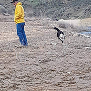 Luna joined the competition — help win amazing prizes! animal, blue_jeans, canine, casual_clothing, daytime, dog, field, grass, hills, joyful, landscape, man, nature, outdoor, person, pet, rocky_ground, running, walking, yellow_hoodie