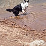 Luna is registered to the contest to win money with this photo: animal, black_and_white, canine, daytime, dog, ear_up, energetic, jumping, mud, muddy, nature, outdoor, playful, riverbank, running, shallow_water, shore, splash, water, wet