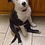 puppy, dog, black_and_white, heterochromia, sitting, tile_floor, wooden_cabinet, curious, indoor, pet, young, canine, collar, cute, animal, floor, looking_up, paw, tail, domestic