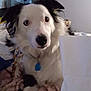 Luna is registered to the contest to win money with this photo: dog, heterochromia, pet, animal, indoor, blanket, bed, fur, white, black, collar, tag, cute, canine, portrait, domestic, relaxed, furniture, household, curious