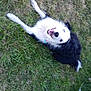 Luna is registered to the contest to win money with this photo: dog, grass, black_and_white, blue_eye, brown_eye, happy, playful, animal, pet, outdoor, canine, fur, lying_down, nature, mammal, collar, tongue_out, grass_field, excited, eyes
