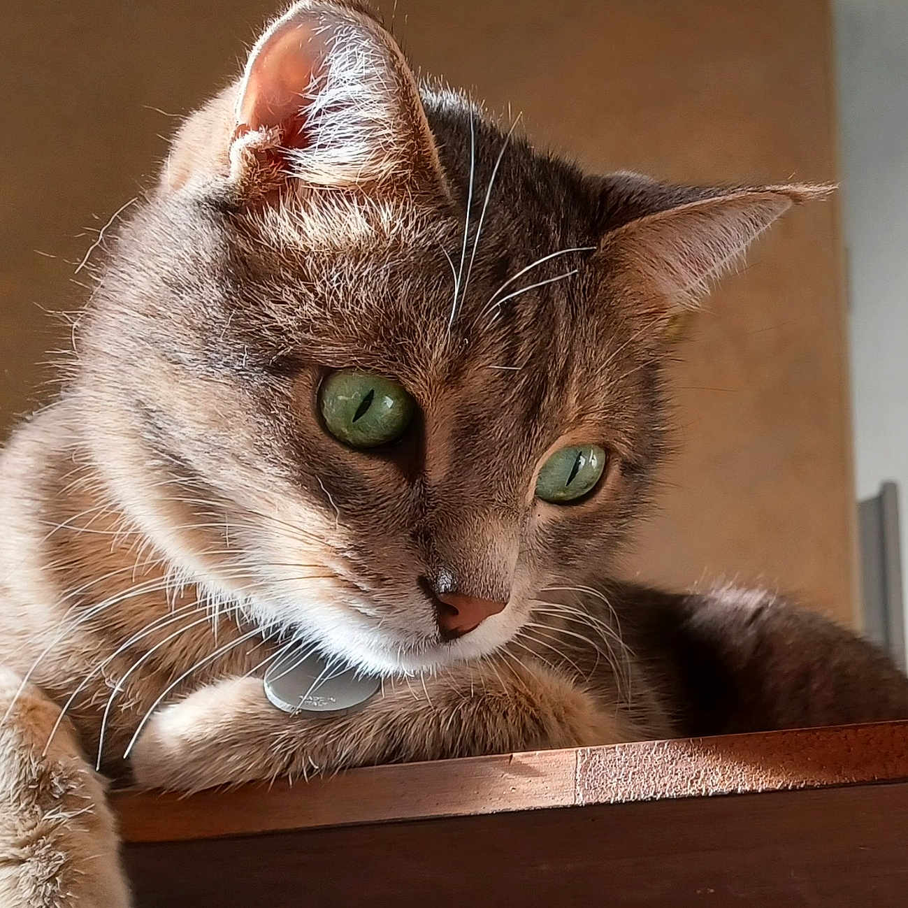 Bandera a rejoint le concours — aidez-le/la à gagner de superbes lots ! animal, background, cat, close_up, cozy, curious, domestic_cat, feline, focus, fur, green_eyes, indoor, paw, pet, portrait, resting, soft_light, texture, whiskers, wooden_surface