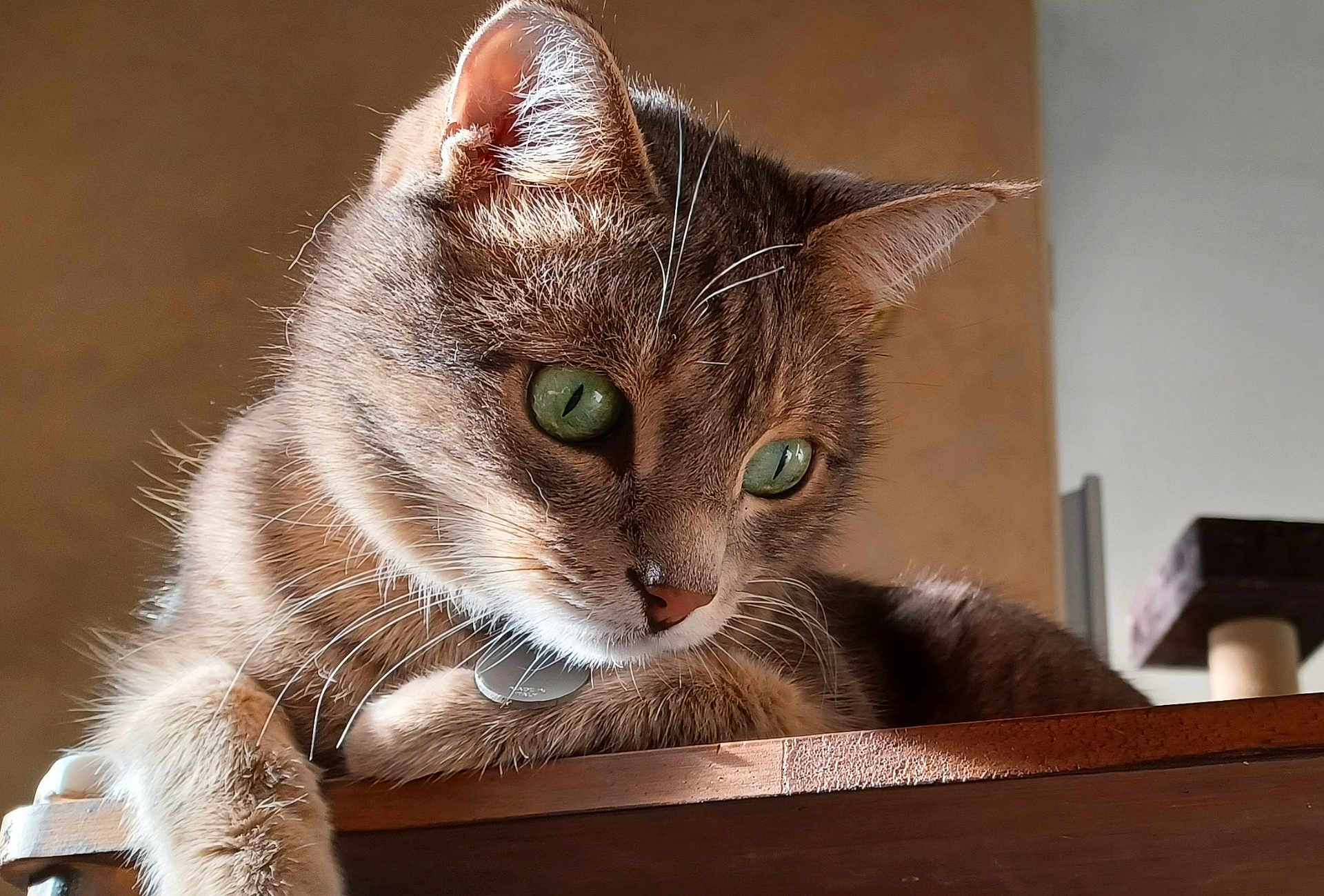 Bandera a rejoint le concours — aidez-le/la à gagner de superbes lots ! cat, close_up, green_eyes, whiskers, fur, paw, wooden_surface, indoor, curious, pet, animal, feline, resting, soft_light, texture, domestic_cat, portrait, focus, cozy, background