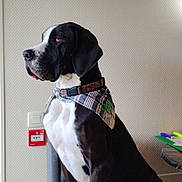 Vaiana a rejoint le concours — aidez-le/la à gagner de superbes lots ! dog, black_and_white, bandana, indoor, chair, pens, papers, table, wall, patterned_wall, collar, sitting, pet, canine, side_view, domestic_animal, furniture, relaxed, alert, calm