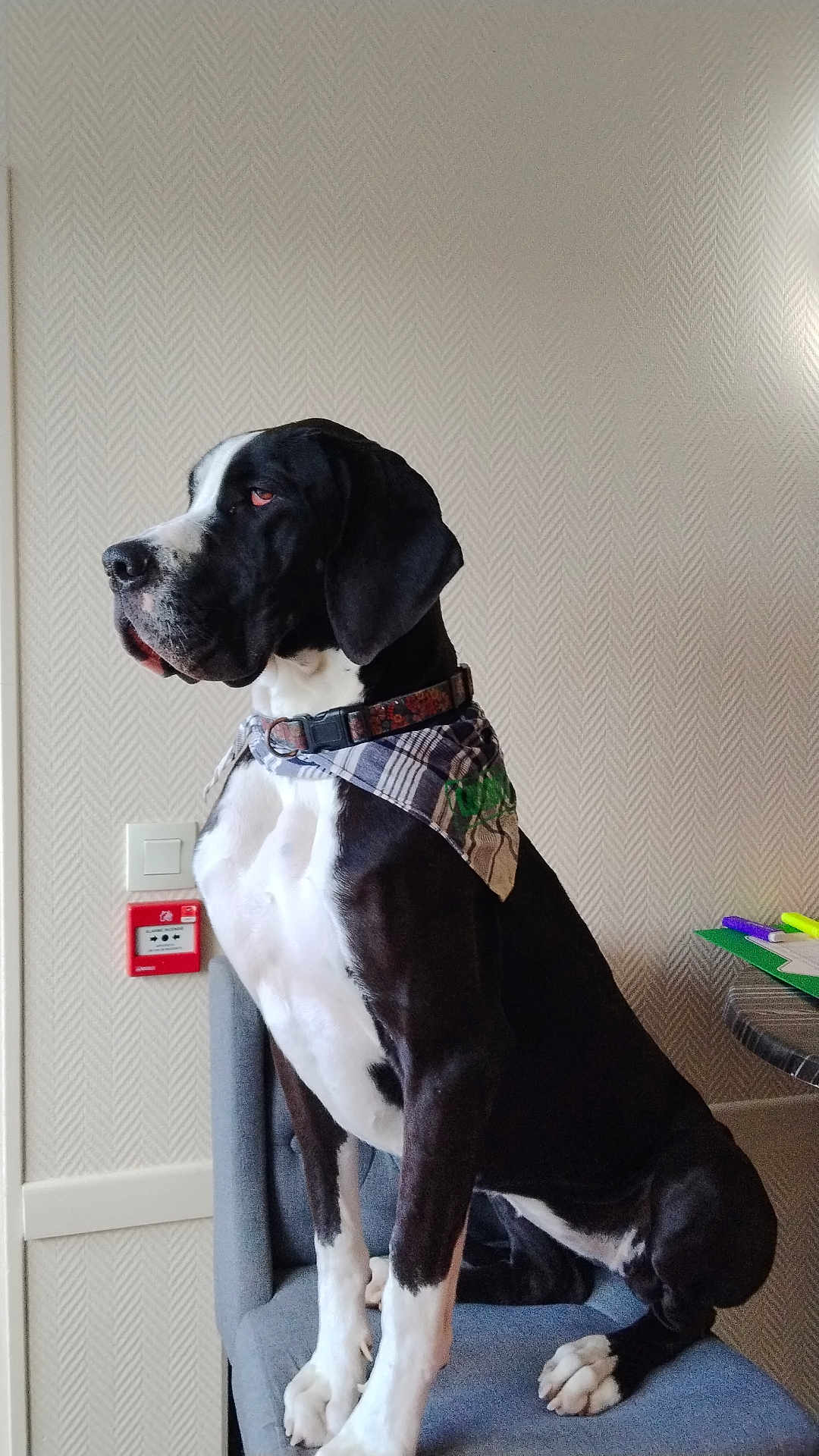 Vaiana a rejoint le concours — aidez-le/la à gagner de superbes lots ! dog, black_and_white, bandana, indoor, chair, pens, papers, table, wall, patterned_wall, collar, sitting, pet, canine, side_view, domestic_animal, furniture, relaxed, alert, calm
