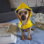 Scoty a rejoint le concours — aidez-le/la à gagner de superbes lots ! animal, canine, clothing, coat, couch, dog, face, furniture, hat, head, hood, hoodie, lifejacket, person, pet, photography, portrait, puppy, raincoat, vest