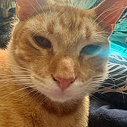 Pancake is registered to the contest to win money with this photo: animal, blanket, cat, close_up, closeup, cozy, cute, ears, eye, face, feline, fur, ginger_cat, indoor, nap, pet, portrait, relaxed, soft, whiskers