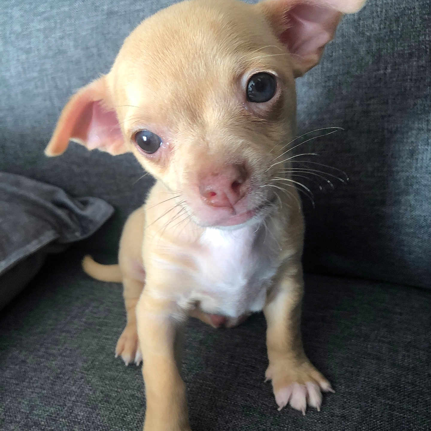 Phoebe a rejoint le concours — aidez-le/la à gagner de superbes lots ! animal, closeup, couch, curious, cute, dog, ears, eyes, face, fur, gray, indoors, nose, paws, pet, puppy, sitting, small_dog, whiskers, young