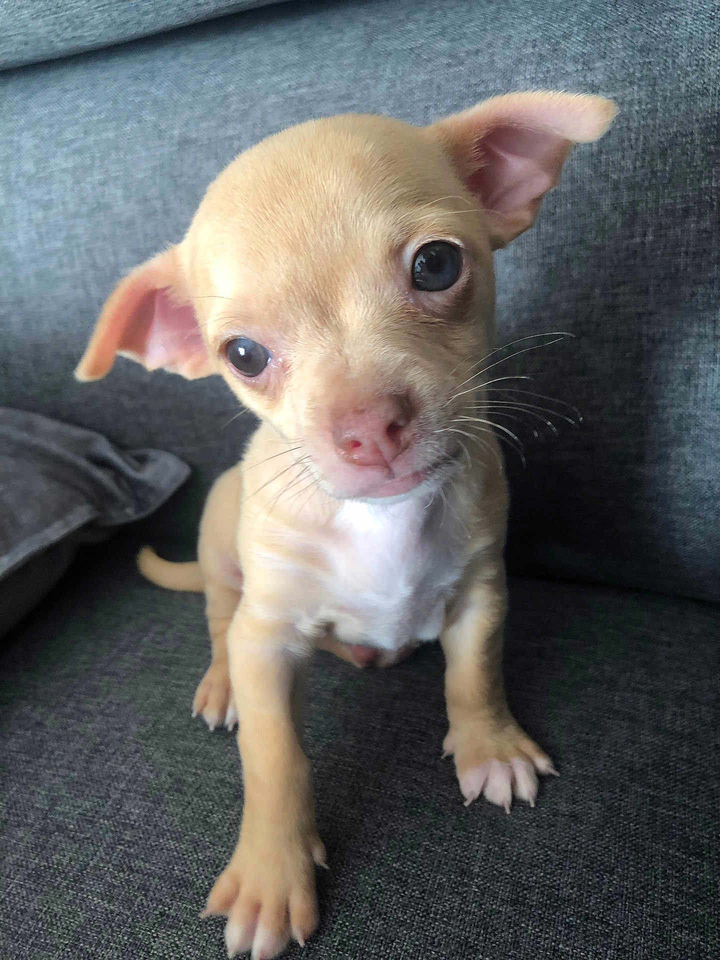 Phoebe a rejoint le concours — aidez-le/la à gagner de superbes lots ! puppy, dog, small_dog, cute, pet, animal, young, ears, whiskers, couch, gray, indoors, closeup, face, fur, eyes, curious, sitting, nose, paws