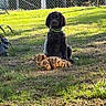 dog, puppy, black_dog, fluffy, sitting, toy, stuffed_animal, tiger_toy, outdoor, grass, yard, sunlight, fence, garden, pet, collar, green_collar, portrait, animal, playful